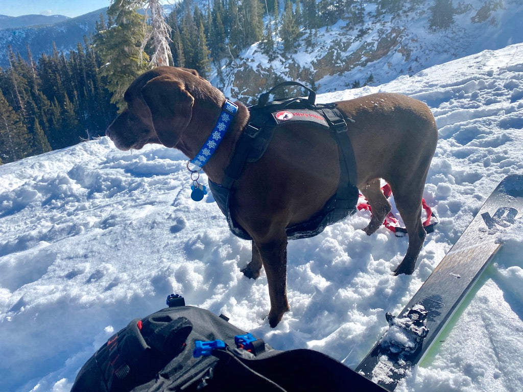 Panza Harness V2 with Deployable Emergency Dog Rescue Sling Fido Pro