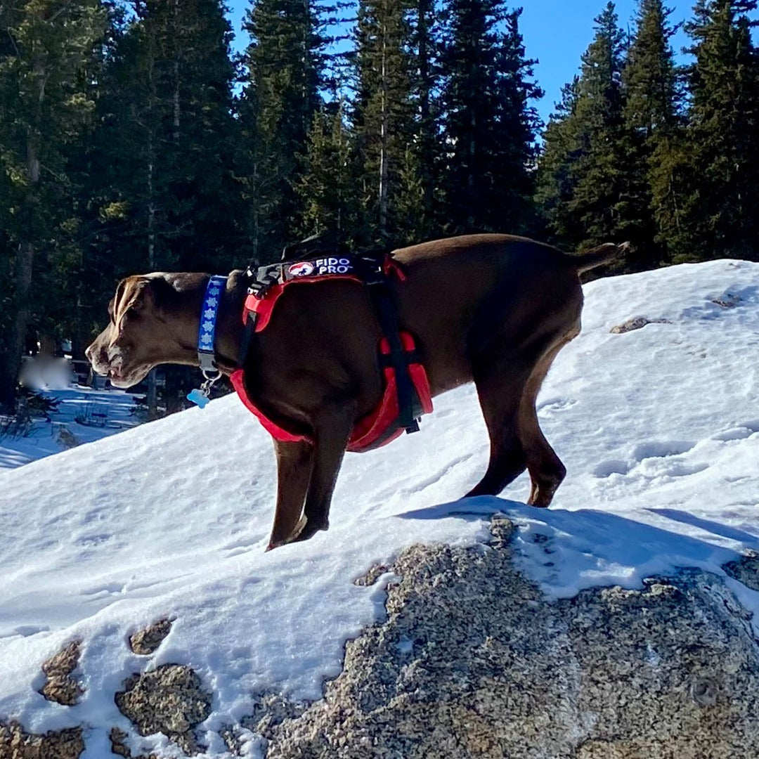Panza Harness V2 with Deployable Emergency Dog Rescue Sling Fido Pro