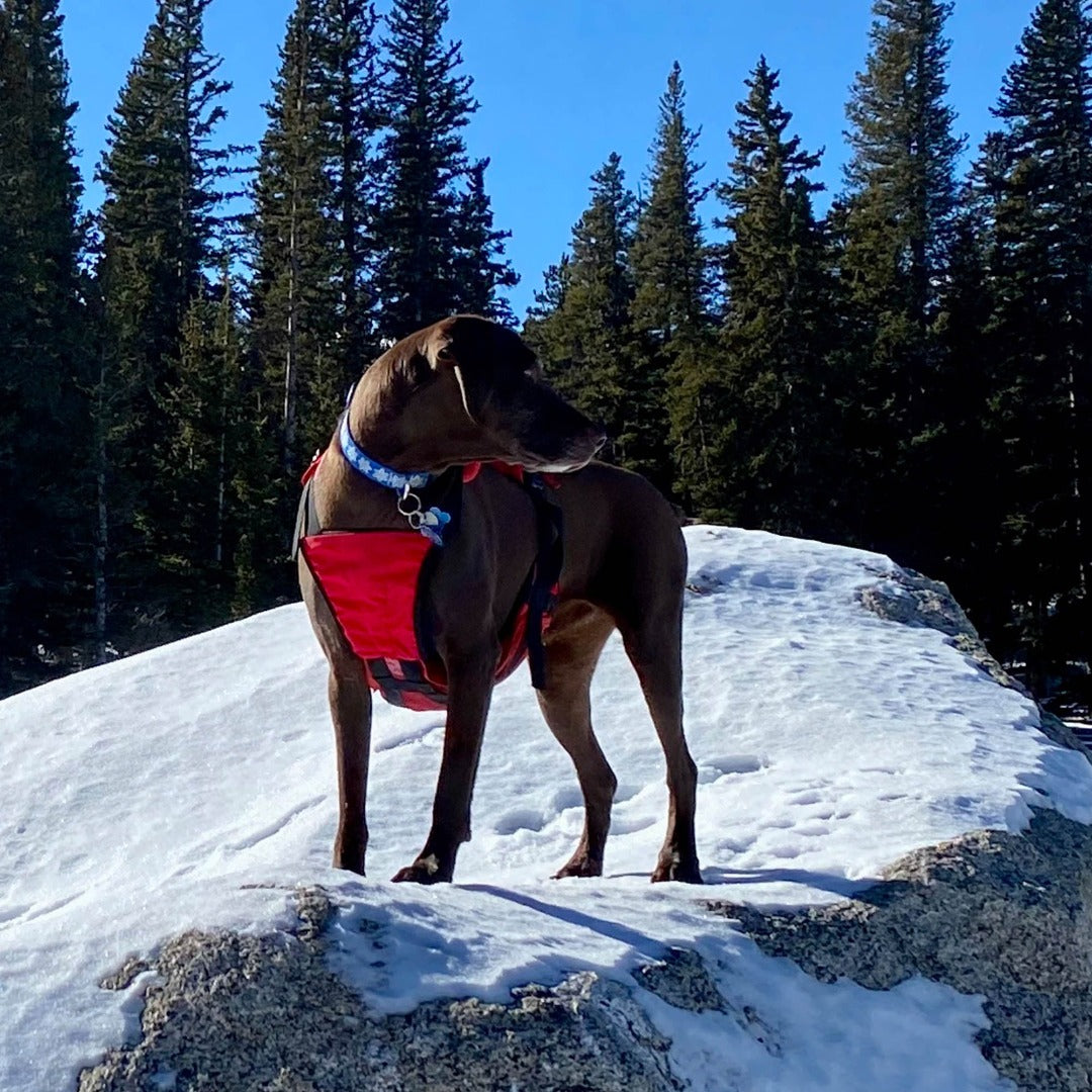 Panza Harness V2 with Deployable Emergency Dog Rescue Sling Fido Pro